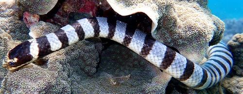 Obraz na płótnie Philippines sea life