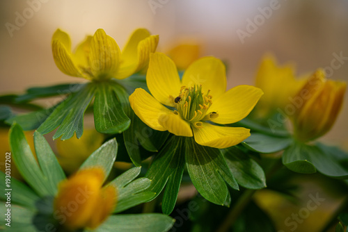 Winter aconites in a spring gardan