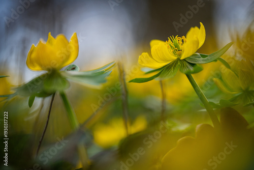 Winter aconites in a spring gardan