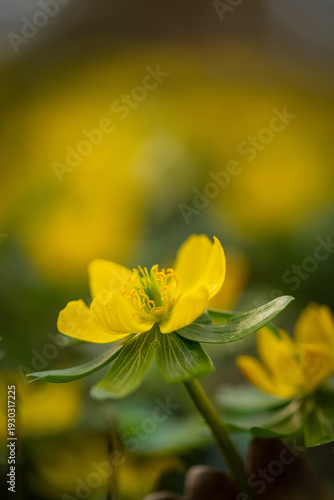 Winter aconites in a spring gardan