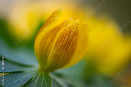 Winter aconites in a spring gardan
