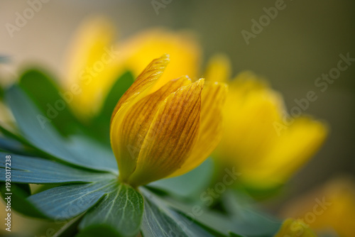 Winter aconites in a spring gardan