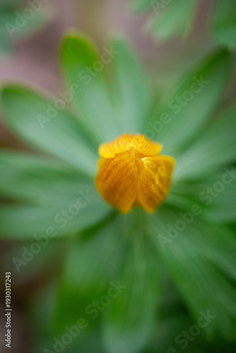 Winter aconites in a spring gardan