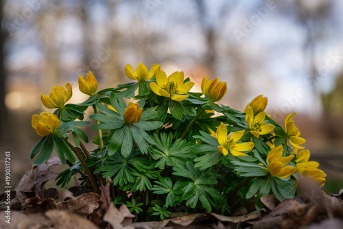 Winter aconites in a spring gardan