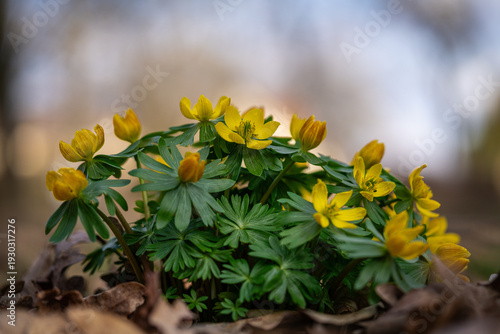 Winter aconites in a spring gardan