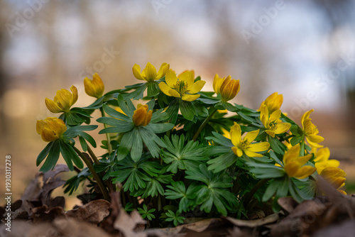Winter aconites in a spring gardan
