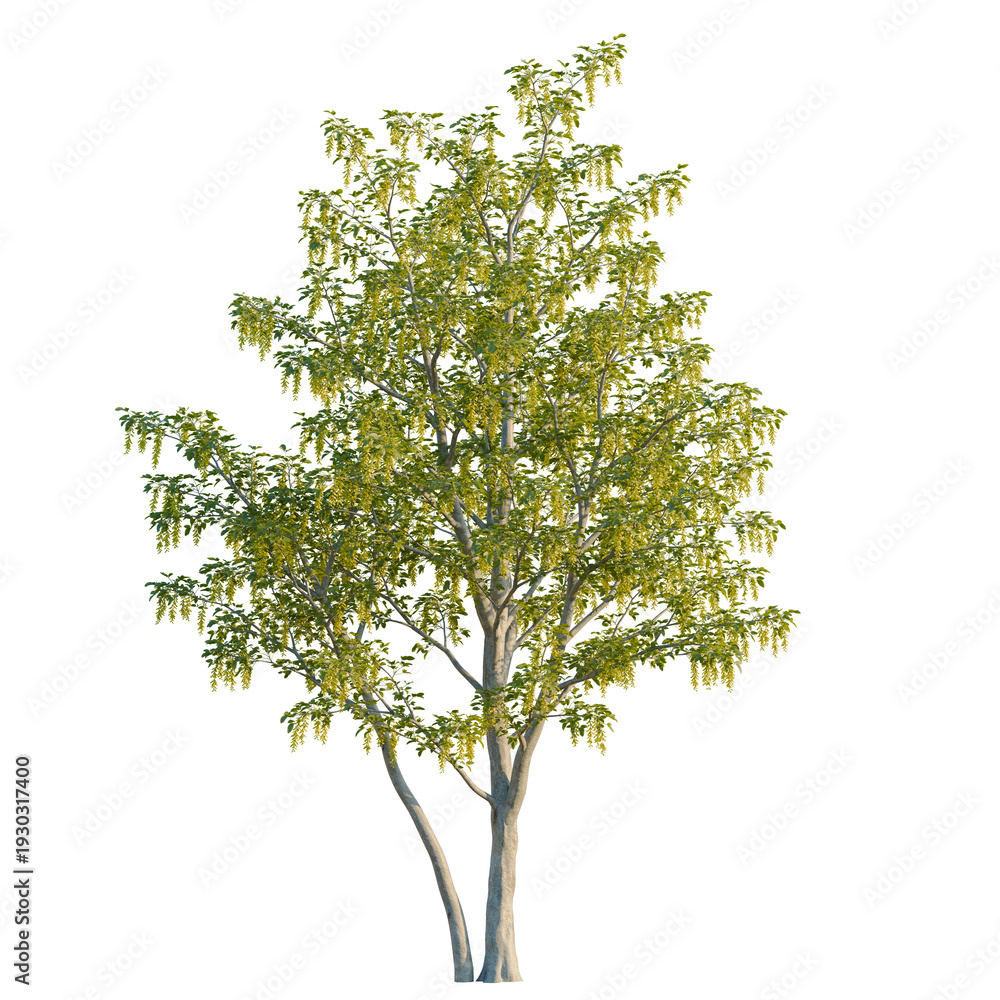 Obraz premium Laburnum anagyroides tree, elevation, front view, cutout, transparent background, isolate, Birch tree with vibrant green leaves, detailed branches, natural texture, studio shot