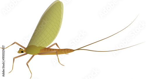 Highly detailed vector illustration of a mayfly with delicate transparent wings, isolated on a clean background for scientific and commercial use.