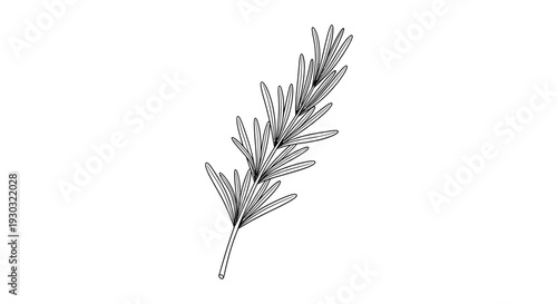 Rosemary Sprig Illustration - Hand-Drawn Botanical Art