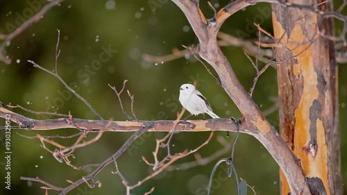 Long tailed tit taking flight in slow motion and snowing