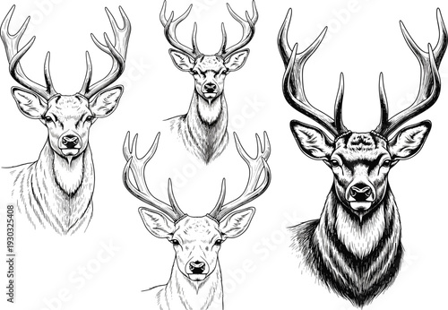 Set of Detailed Hand Drawn Deer Head Sketches with Large Antlers and Realistic Fur Texture for Hunting Lodge Decor Wilderness Wildlife Branding and Nature Graphics