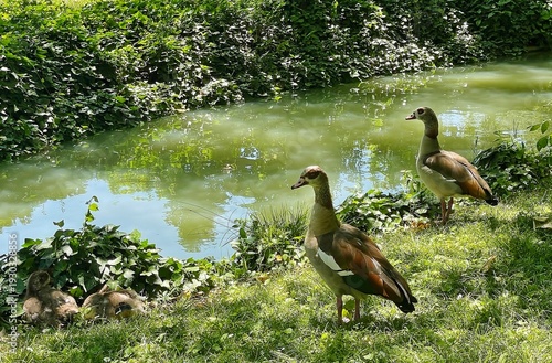 Photos Patos salvajes en estanque