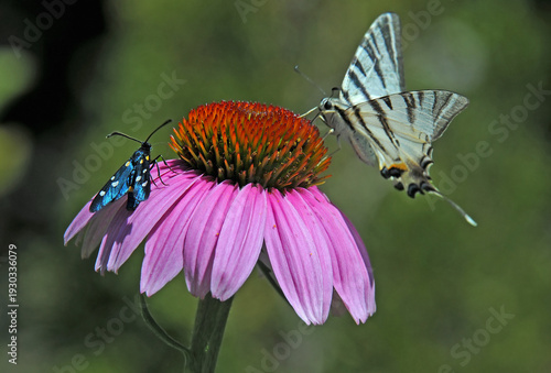 Burnet moth and swallowtail butterfly