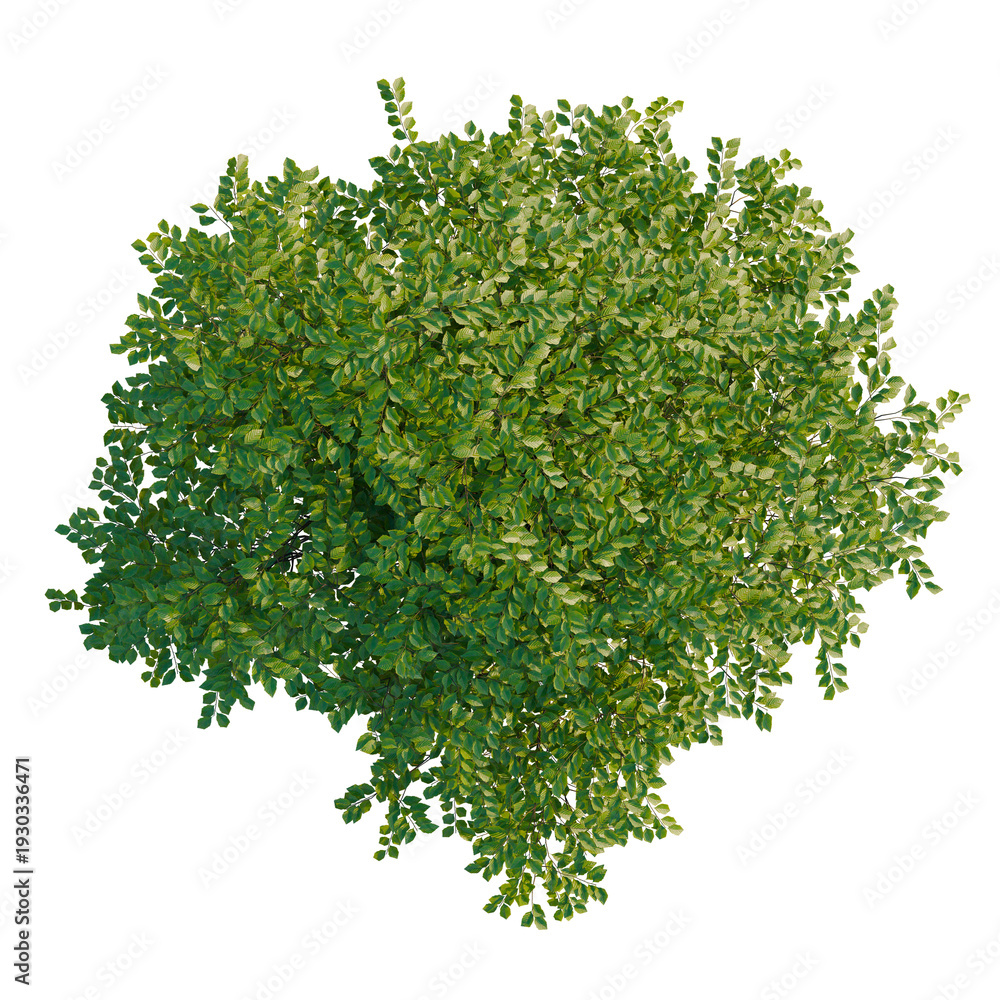 Obraz premium Betula nigra Little King FOX VALLEY tree plan, top view, cutout, transparent background, isolate, Detailed close-up of lush green leaves, vibrant foliage, natural texture, botanical detail