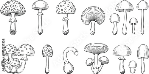 Hand drawn mushroom illustration set with various forest fungi species, botanical line art collection for nature study, vintage engraving and autumn woodland designHand drawn mushroom illustra