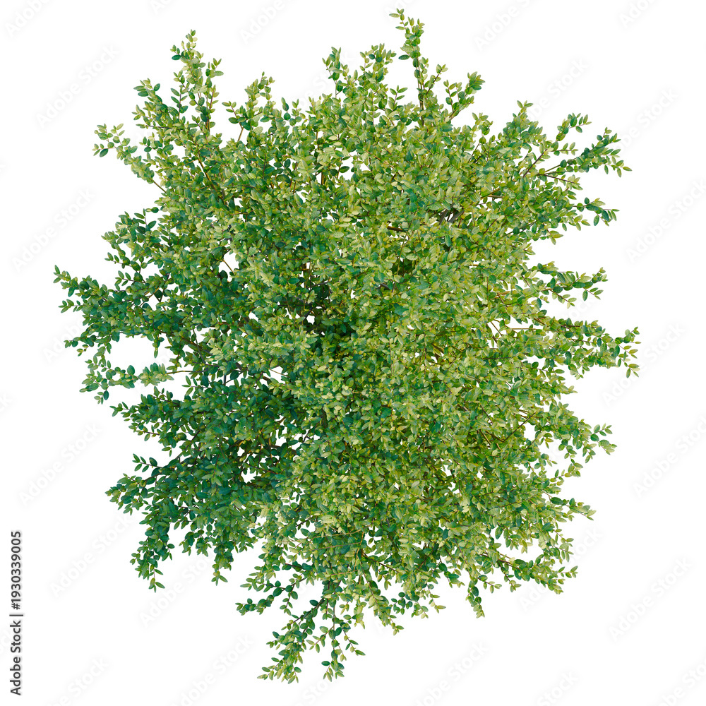 Obraz premium Ilex crenata tree plan, top view, cutout, transparent background, isolate, Detailed Greenery Branch with Lush Foliage and Delicate Texture, Nature Background