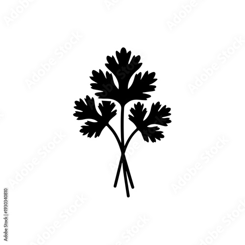 Black and white illustration of three flat-leaf parsley sprigs