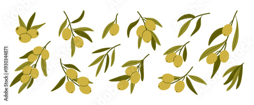 Set of green olive branches with leaves. Mediterranean botanical sprigs isolated