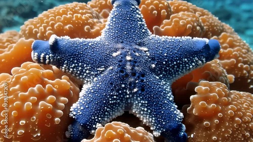 Close up of blue starfish resting on orange coral reef underwater marine life ecosystem biodiversity abundance