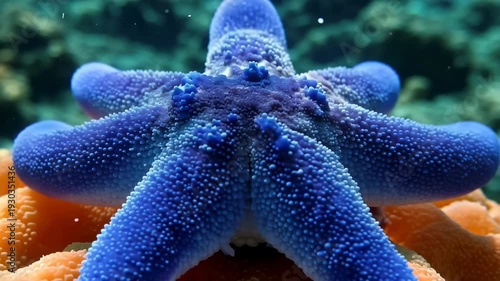 Vibrant blue sea star close up on coral reef marine life underwater ecosystem biodiversity ocean floor