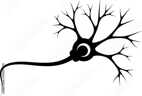 Black silhouette of a neuron with a circular cell body and branching dendrites