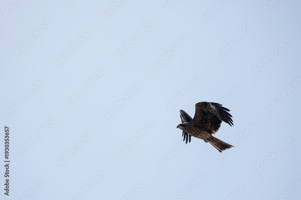Obraz premium A bird is flying in the sky. The sky is clear and blue. The bird is in the air and has its wings spread out