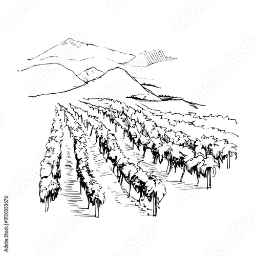 Minimal vineyard landscape composition with repeating vine rows, hills and mountains backdrop. Ink hand drawn vector illustration, isolated. Winery identity, editorial spreads, wine tourism materials.