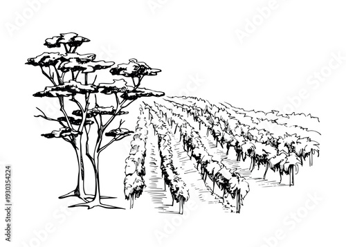 Stylized vineyard landscape, rhythmic grapevine rows across farmland, coastal pine, cedar tree closeup. Ink vector illustration, hand drawn. Wine branding, educational graphics, packaging accents.