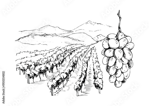 Vineyard field landscape with grapevine rows stretching to hills background, grape cluster closeup. Clean ink vector illustration hand drawn for wine tourism, editorial layouts, marketing materials.