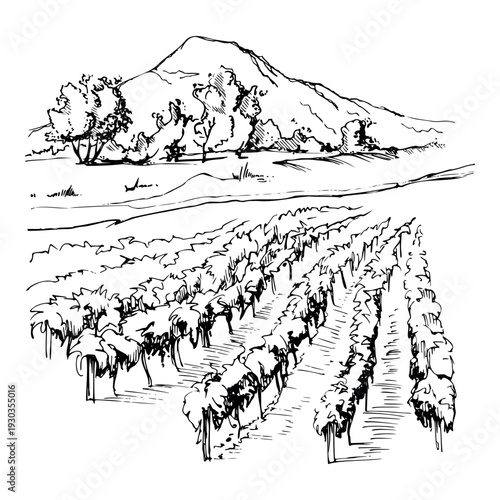 Vineyard panorama with cultivated vine rows, mountains and trees on horizon. Hand drawn in expressive ink lines. Isolated vector illustration. Wine labels, magazines, vineyard storytelling visuals.