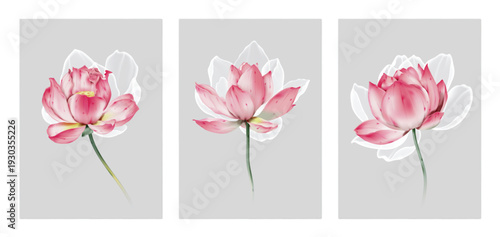 Fotografija Flower wall art set, minimalist stylized watercolor-style lotuses on a solid gra