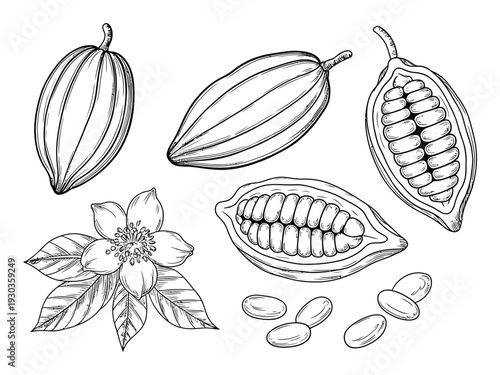 Hand-drawn of cocoa pods, beans, and flower