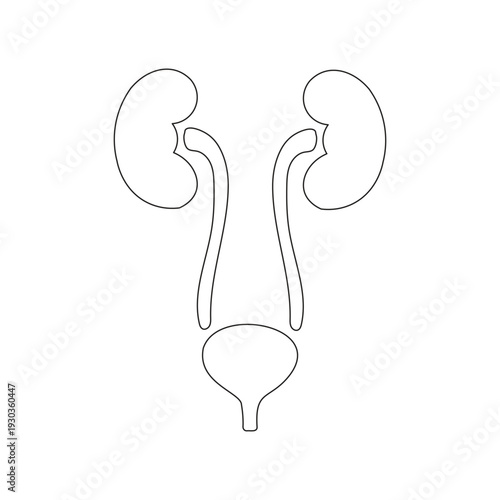 Human Urinary System Outline Vector Illustration