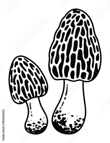 Black and White of Two Morel Mushrooms on a White Background