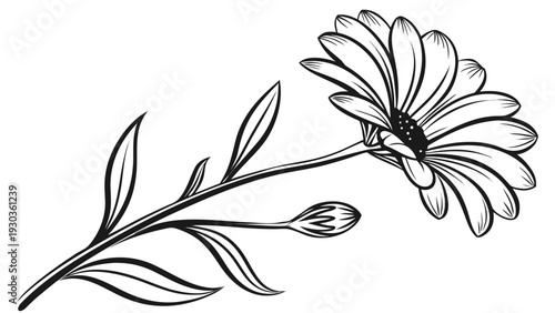 Elegant flower illustration with leaves and bud