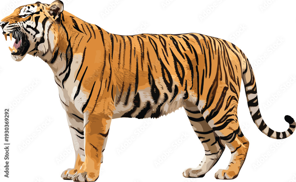 Obraz premium Roaring tiger full body vector illustration, majestic orange striped big cat standing pose with open mouth for wildlife strength power tattoo logo designs
