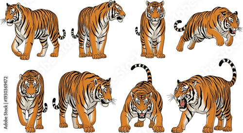 Bengal tiger pose collection vector illustration, colorful orange striped tigers walking sitting crouching roaring for wildlife zoo safari kids and mascot designs