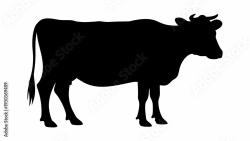 Majestic black cow standing in profile view