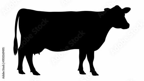 Majestic black cow standing in profile view