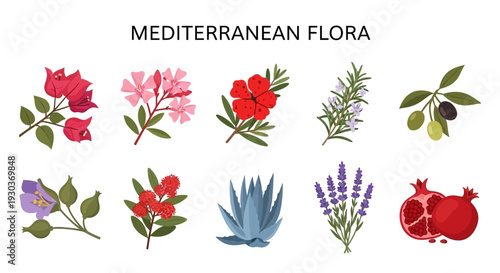 Illustration featuring ten distinct Mediterranean flora specimens arranged in two rows