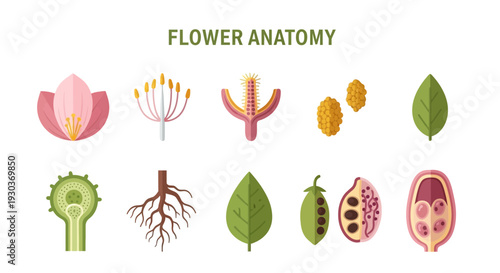 Illustration depicting ten distinct components of flower anatomy and plant structures