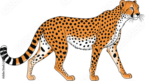 Detailed cheetah walking illustration with orange‑tan coat, distinctive black spots, banded tail and slender body vector art for wildlife and educational design projects