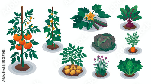 Various organic garden vegetable plants growing in soil isolated on white background, concept for agriculture education, home gardening infographic and organic farming promotion