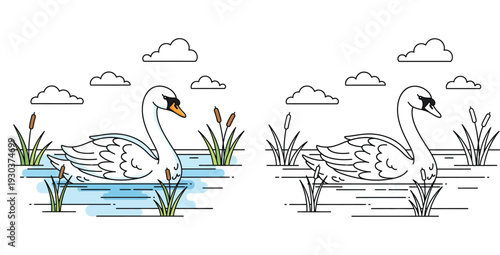 Vector illustration of a white swan swimming in a pond with reeds and clouds, including colored and black and white outline versions for coloring pages.