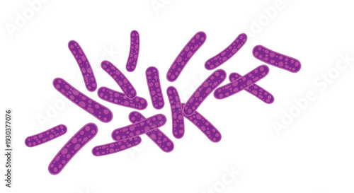 Microscopic view of rod shaped bacteria or bacilli shown in purple color against a white background for medical and scientific use.