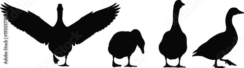 Goose silhouette collection in various poses isolated on white background, waterfowl bird set with wings spread and standing positions