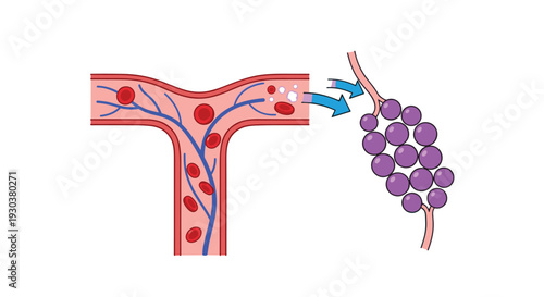 Medical illustration showing the exchange of oxygen and carbon dioxide between a blood vessel and alveoli in the lungs.