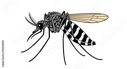 Detailed illustration of striped aedes aegypti mosquito known for spreading viruses like dengue and zika on white background.