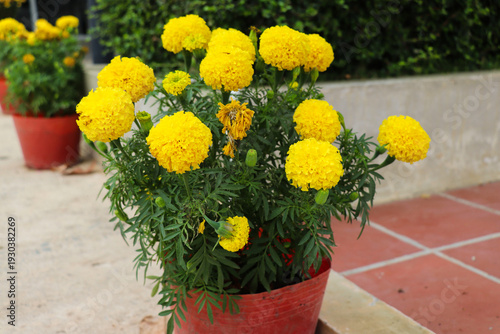 Symmetrical marigold plant positioned neatly beside walkway enhancing vibrant outdoor scenery beautifully