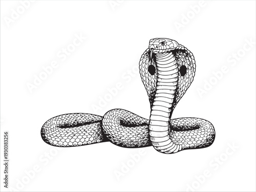 Detailed black and white illustration of a cobra snake rearing up